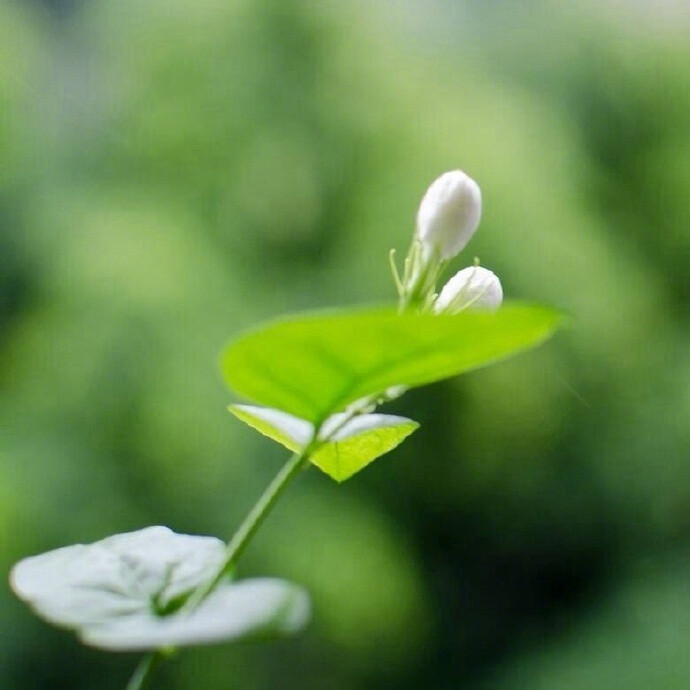 素质盈盈瘦，娇姿淡淡妆。曲勾阑畔倚秋娘。一撮风流都在、晚西凉。 彩线串层玉，金篝络细香。半钩新月浸牙床。犹记东华年少、那门相。------------《南歌子（茉莉）》陈允平 ​