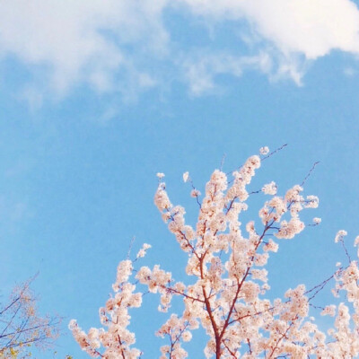 风景头