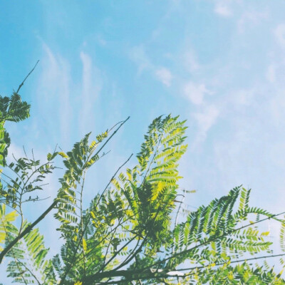 风景头