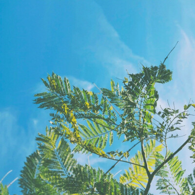 风景头
