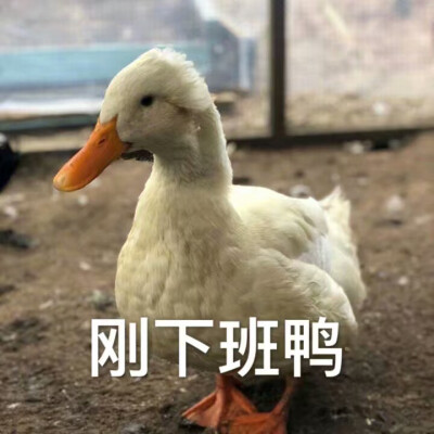 哈哈哈鸭子