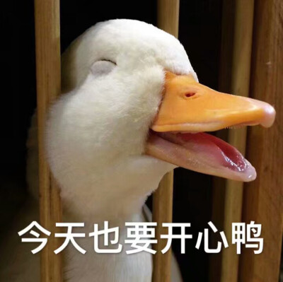 哈哈哈鸭子