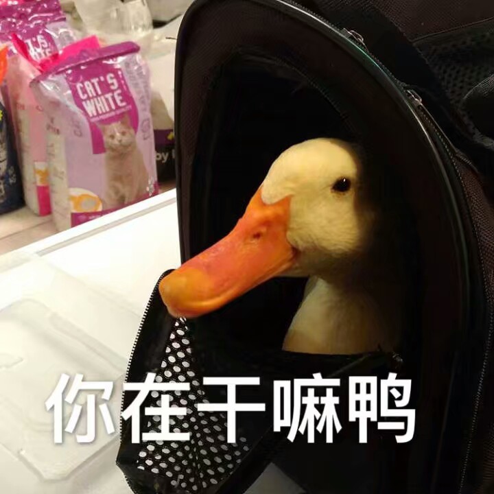 哈哈哈鸭子