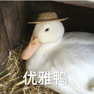 哈哈哈鸭子