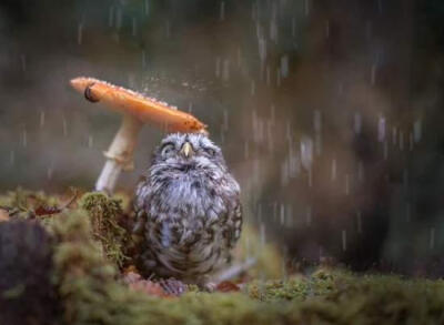 躲雨的小猫头鹰～