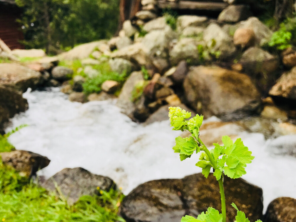 稻城亚丁 旅拍 风景
你们只看到了无比美丽的风景，可你却不知道想看到这风景，背后的艰辛。—我的18岁