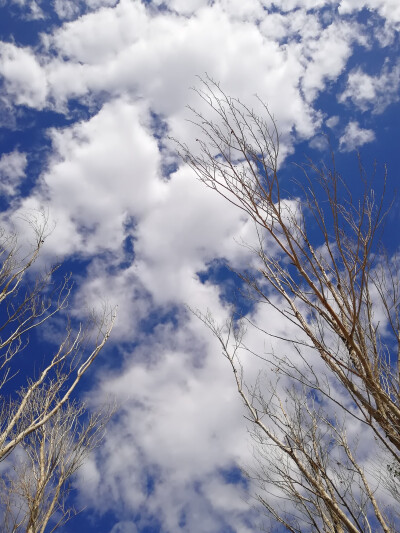 青空 枯树