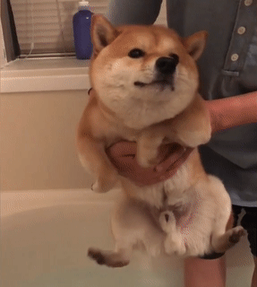 岛国柴柴chiyo君的划水合集