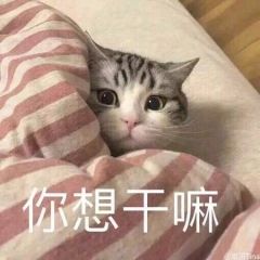 猫表情