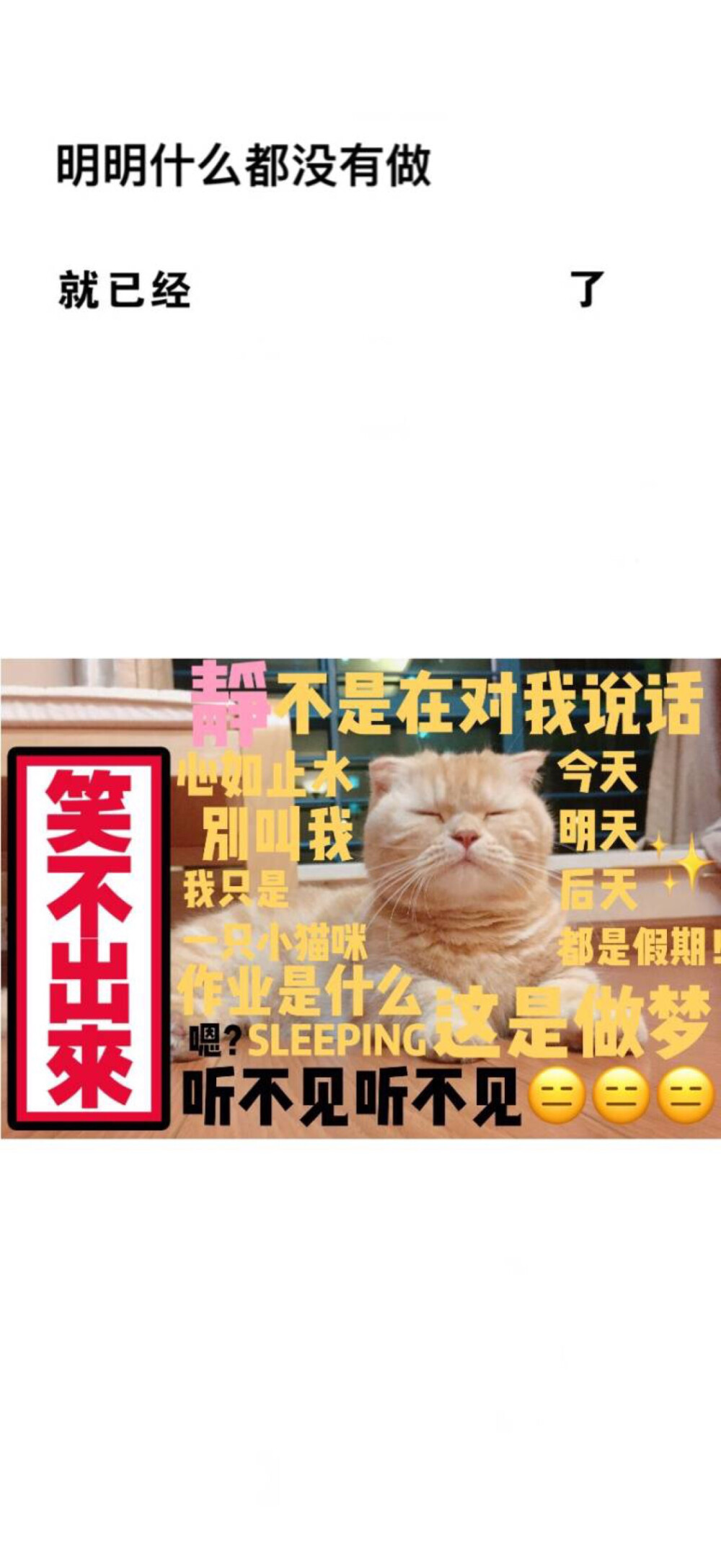 猫 壁纸 可爱 明明什么都没做