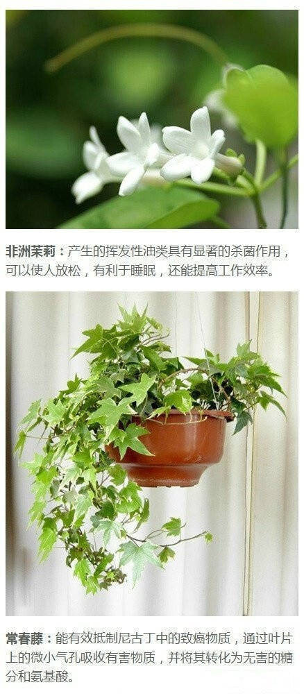 刚刚装修好的房子里摆上这些吸毒植物，既美观又能净化空气！ ​​​​