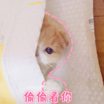 猫咪表情包~