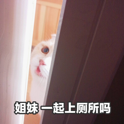 猫咪表情包~