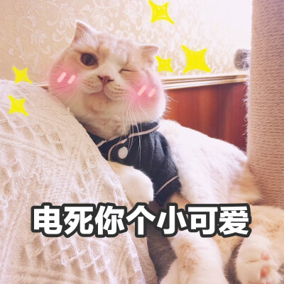 猫咪表情包~