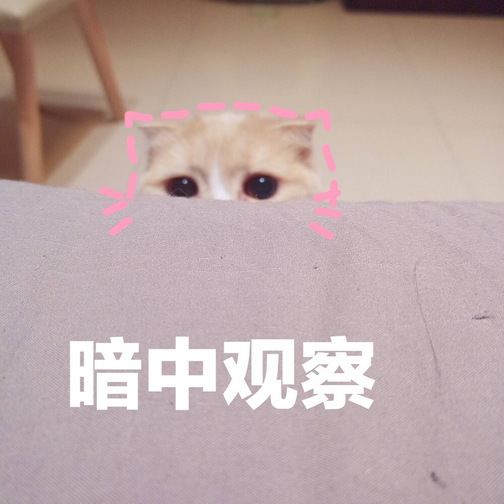 猫咪表情包~