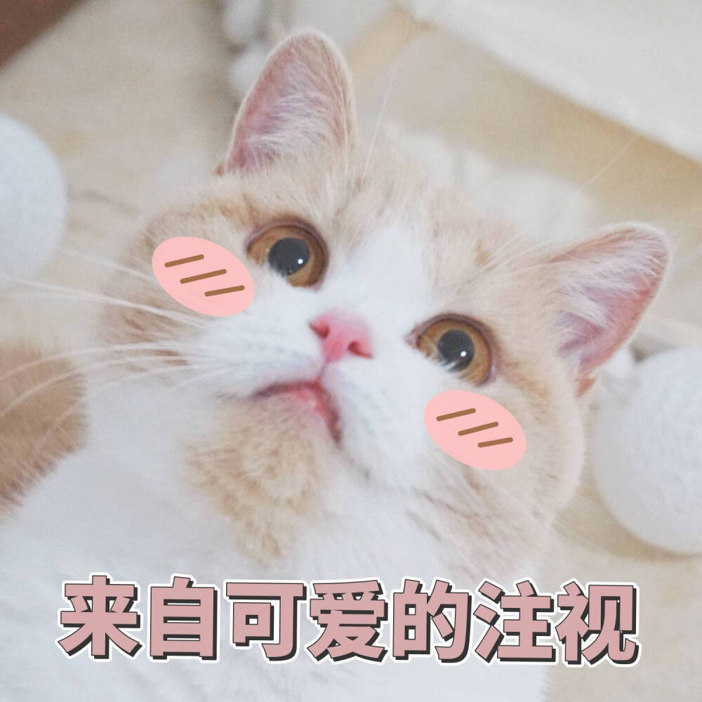 猫咪表情包~