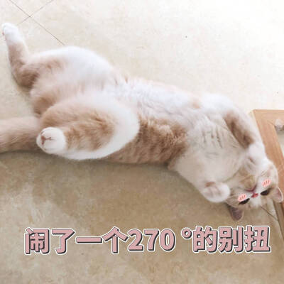 猫咪表情包~