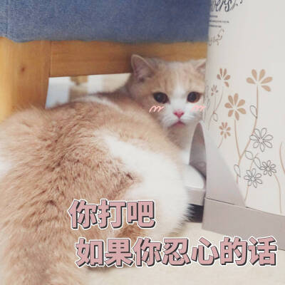 猫咪表情包~