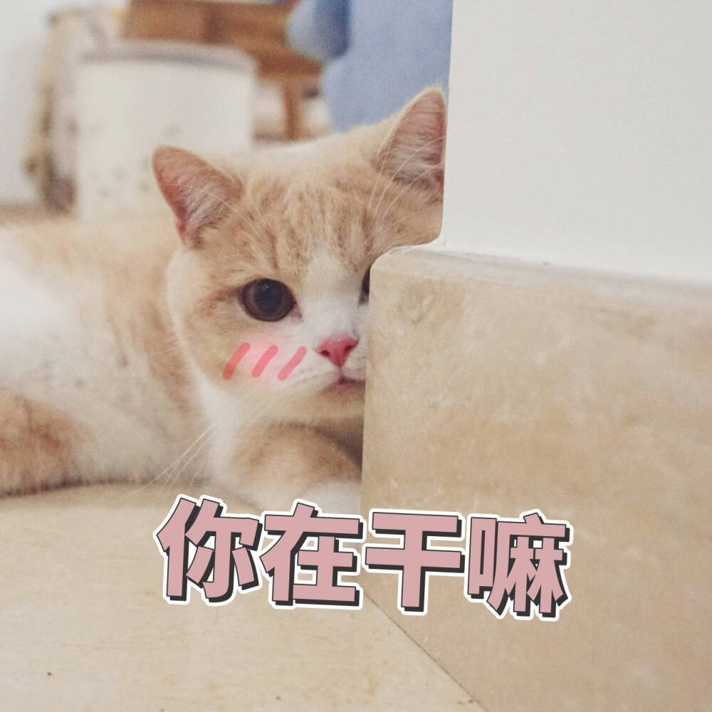 猫咪表情包~