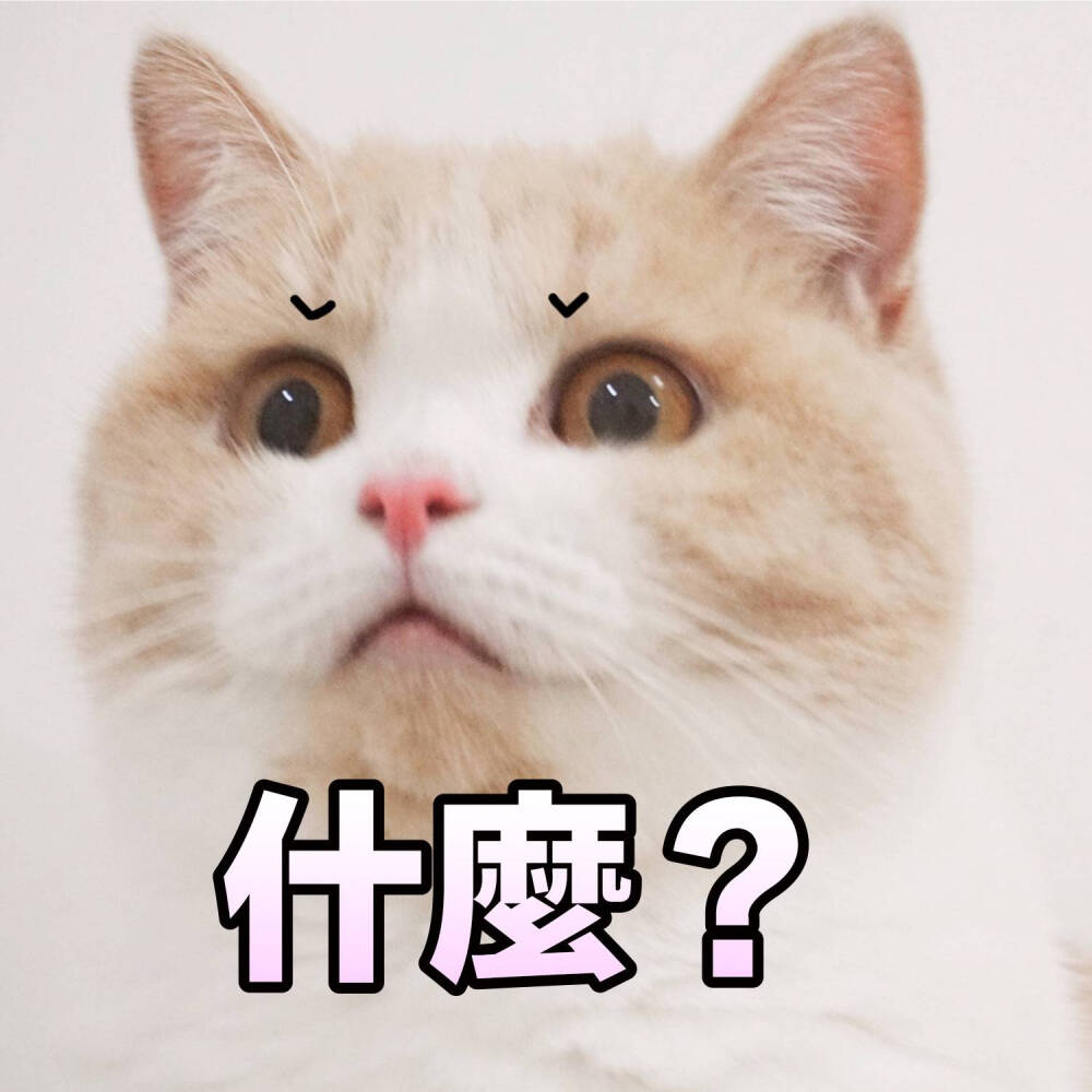 猫咪表情包~