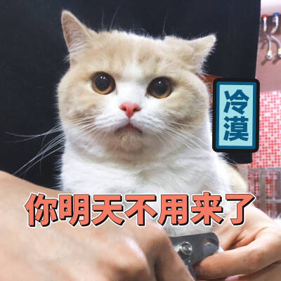 猫咪表情包~