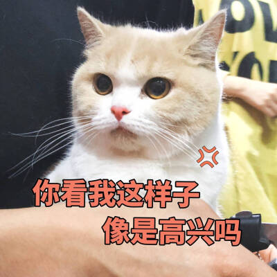 猫咪表情包~