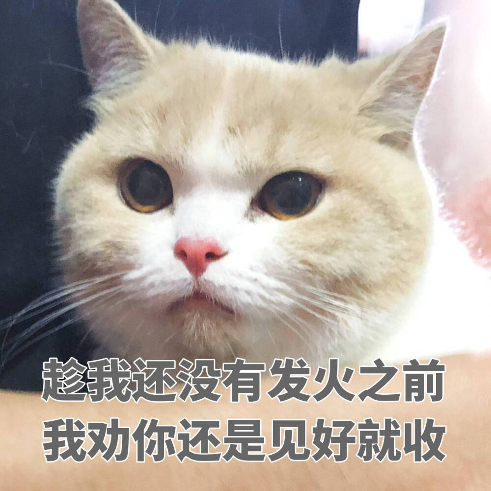 猫咪表情包~