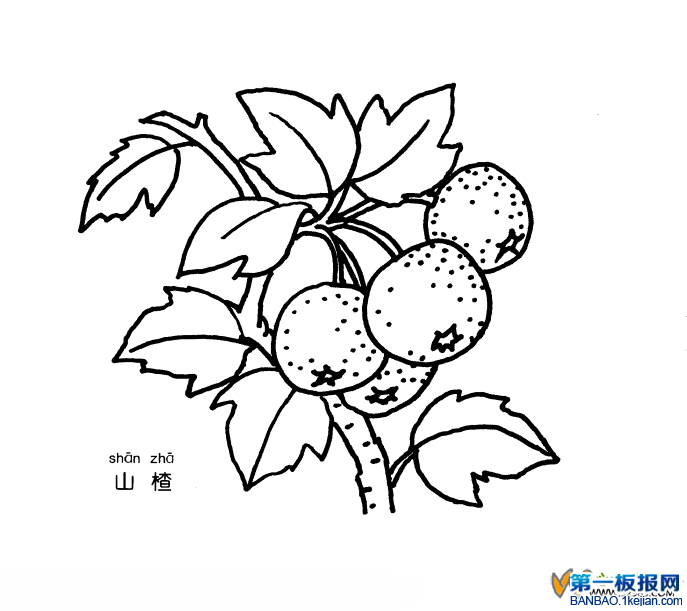 植物简笔画 花卉 简笔画