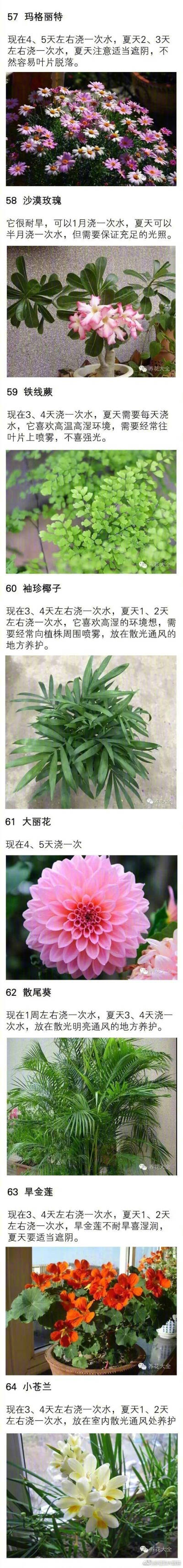 70种花浇水方法，碉堡了，1句话保花活20年！！！ ​​​