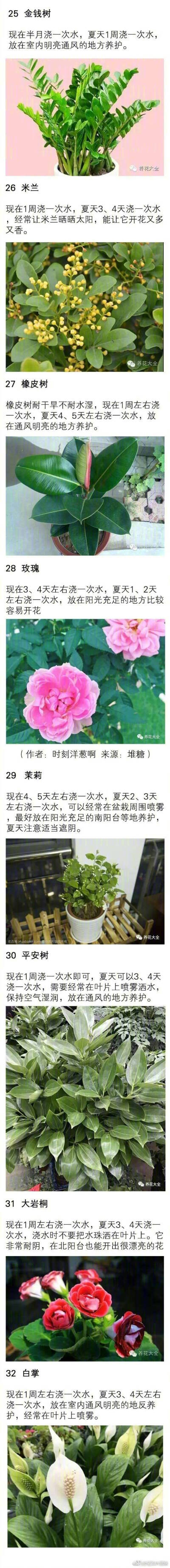 70种花浇水方法，碉堡了，1句话保花活20年！！！ ​​​