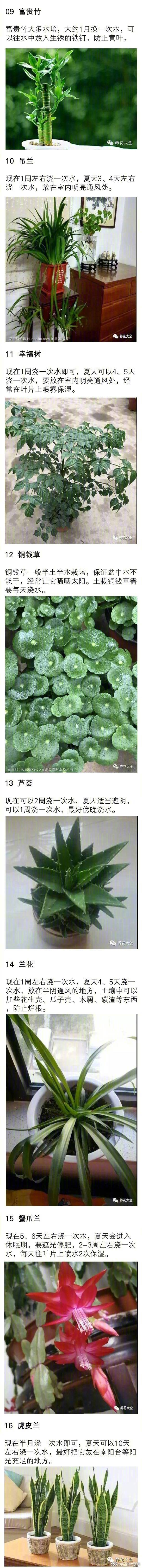 70种花浇水方法，碉堡了，1句话保花活20年！！！ ​​​