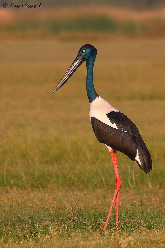 Black Necked Stork