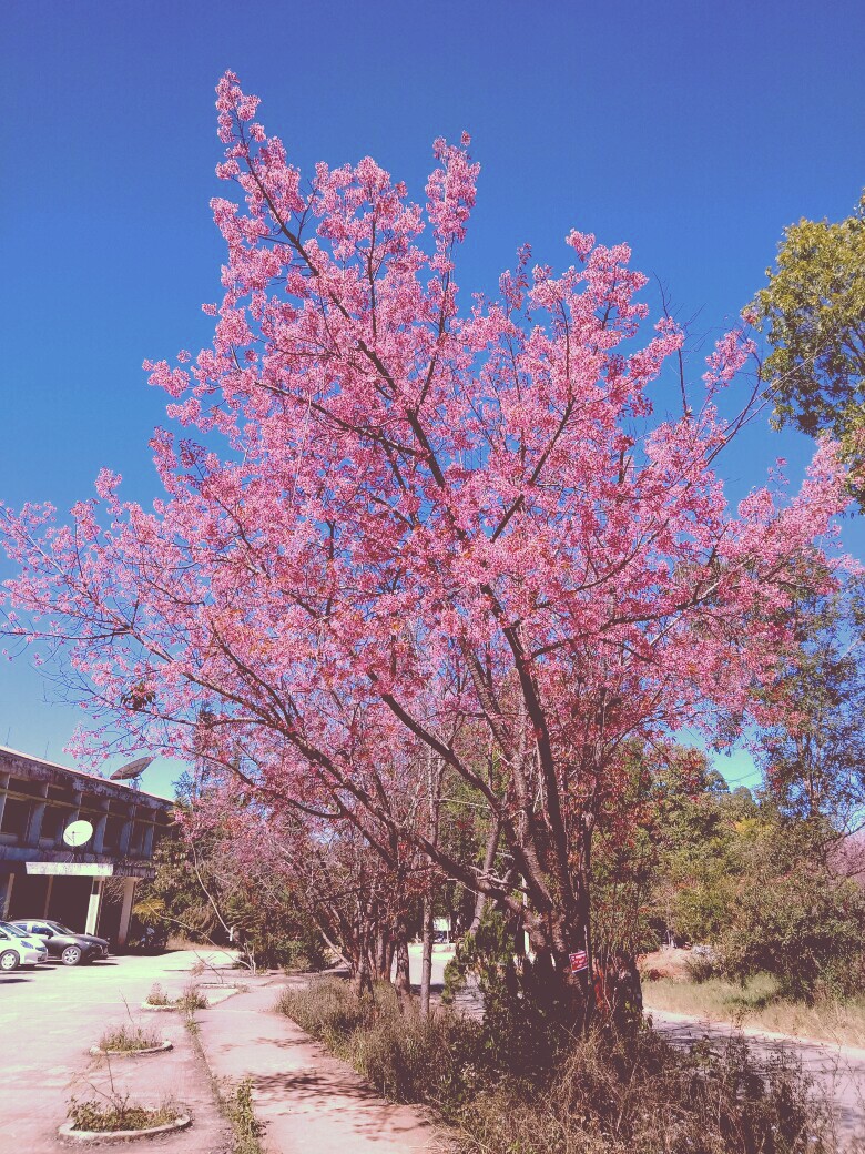 山櫻花