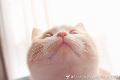 猫咪表情包~