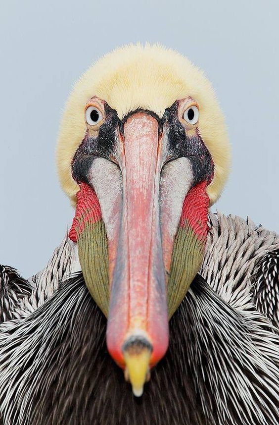 Brown pelican