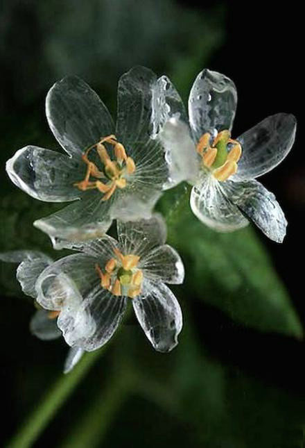 在日本本州岛北部有这么一种花，淋雨后会变得透明，简直美哭。 ​丨摄影师 ​​​​