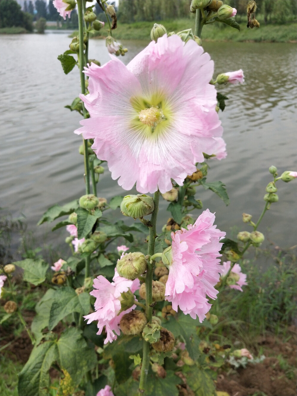 蜀葵(湿地公园)