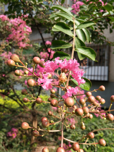 紫薇花(院里)