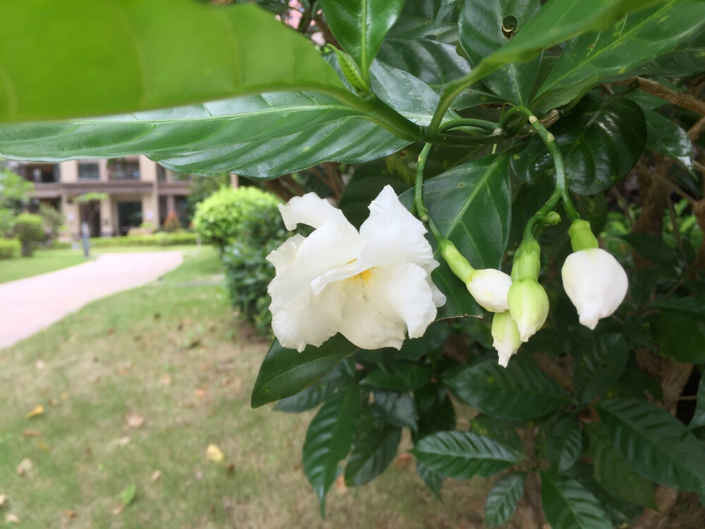 狗牙花、狮子花、豆腐花