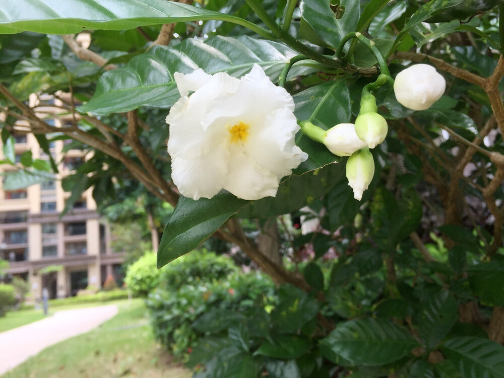 狗牙花、狮子花、豆腐花