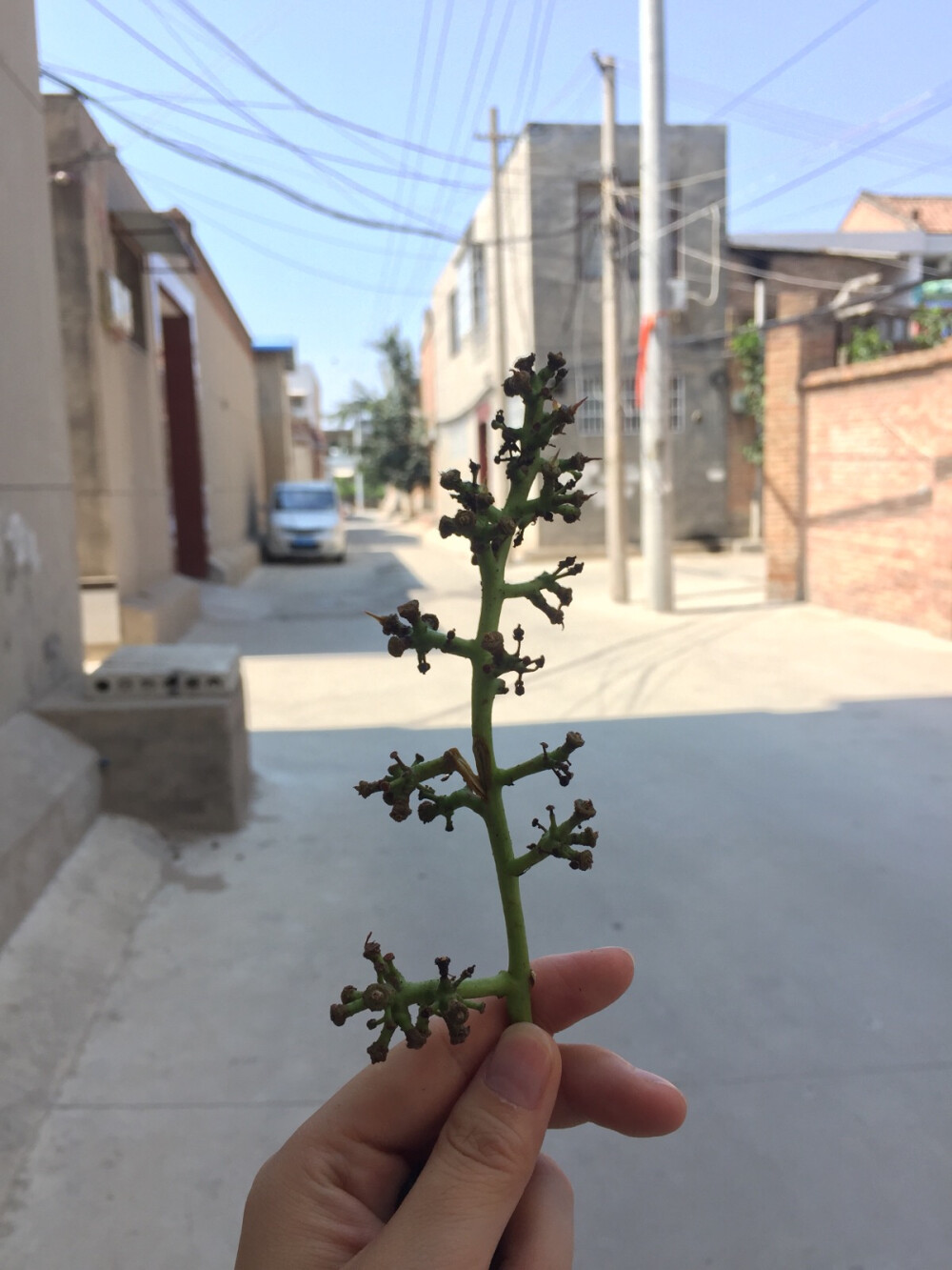 吃完葡萄还有一朵花