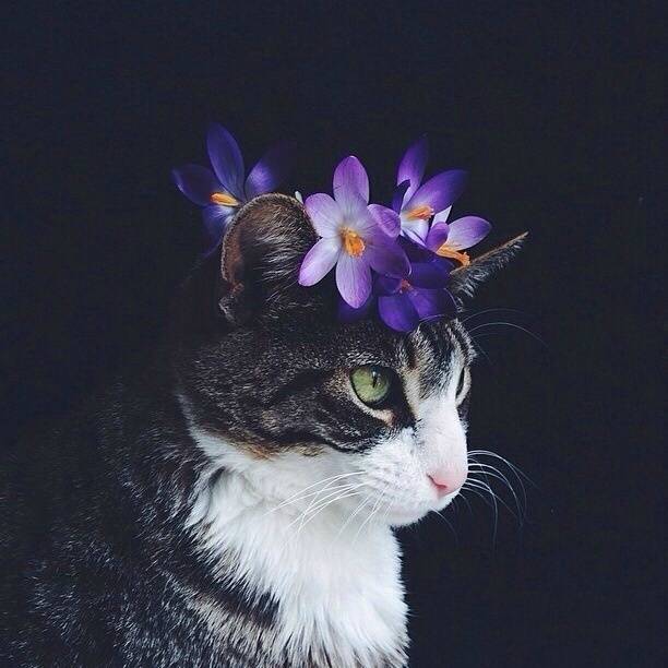 花猫