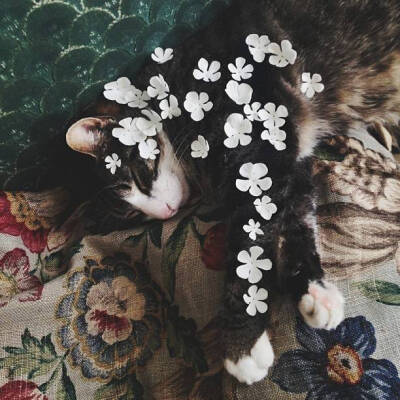 花猫