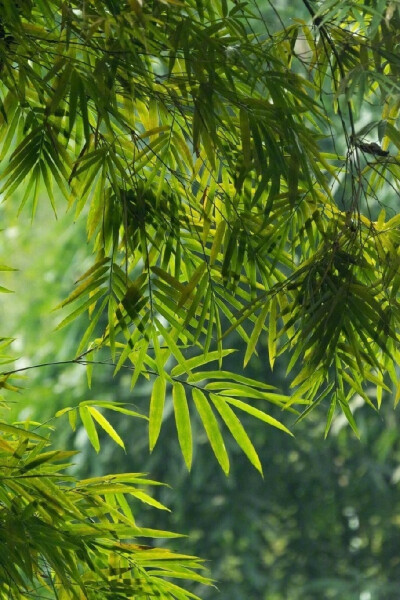 蜀南竹海，可以想象在夏天的闷热突然感受到来自竹林间一阵清风的舒爽！ ​​​​