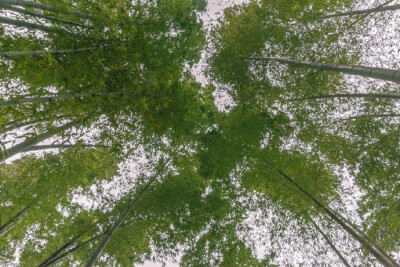 蜀南竹海，可以想象在夏天的闷热突然感受到来自竹林间一阵清风的舒爽！ ​​​​