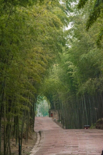 蜀南竹海，可以想象在夏天的闷热突然感受到来自竹林间一阵清风的舒爽！ ​​​​