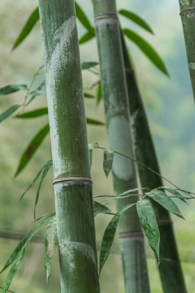 蜀南竹海，可以想象在夏天的闷热突然感受到来自竹林间一阵清风的舒爽！ ​​​​