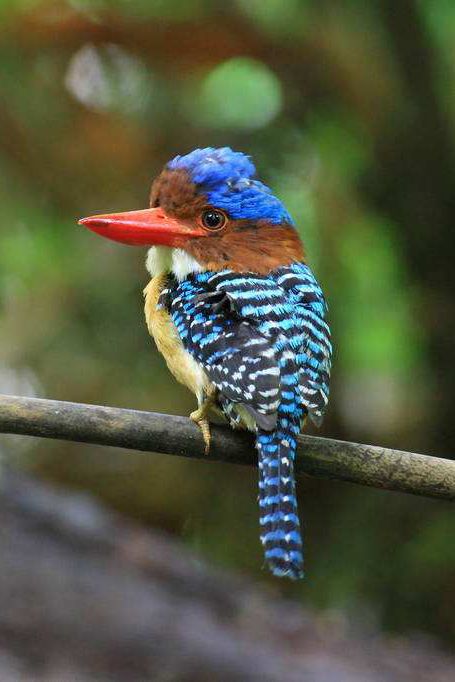 佛法僧目·翠鸟科·横斑翠鸟属:横斑翠鸟