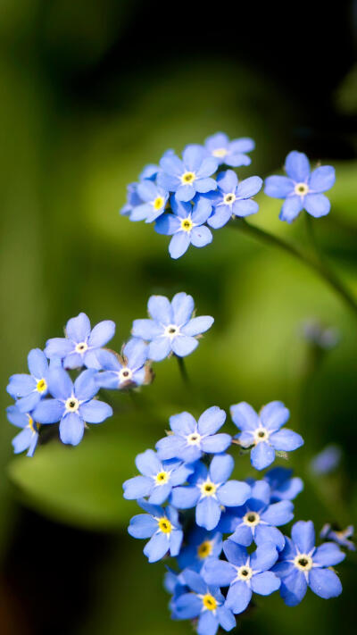勿忘我开有浅蓝色的小花，花语是永恒的爱，永不变的心和永远的回忆。