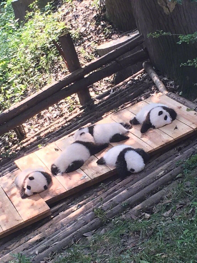 一妹子在四川旅游时拍下的熊猫宝宝睡大觉，推上网友已悉数被萌到阵亡……好想躺倒在它们中间睡个一觉呀 ​